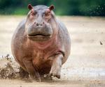 Hippo pystyy juoksemaan maalla nopeammin kuin Bolt!